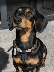 Luxury Pet Crystal Collar