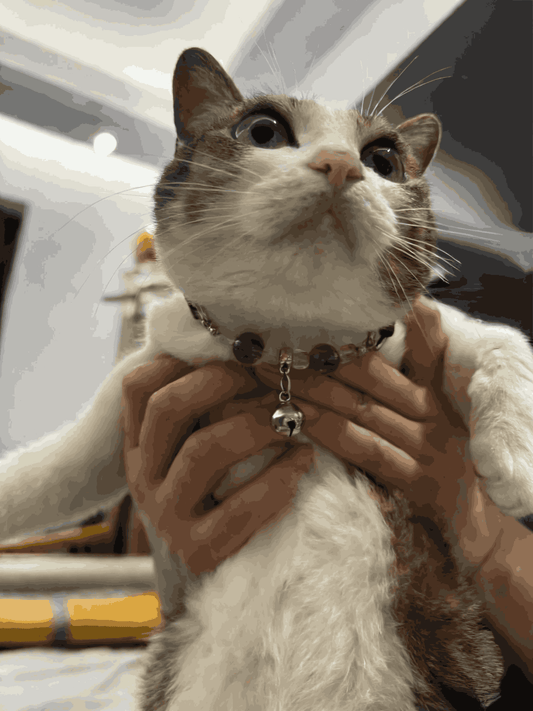 Designed for Freedom: The Promise of Safe, Active Crystal Collars