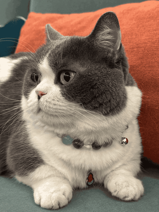 The Pet Zodiac & Energy Aesthetics: Finding the Perfect Crystal Collar for Your Furry Soulmate