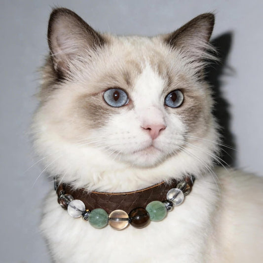 Blue-eyed cat wearing a brown leather crystal pet collar with fluorite and quartz beads