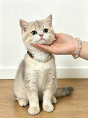 Summer Candy Matching Pet Collar & Crystal Bracelet Set