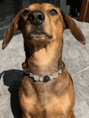 Luxury Pet Crystal Collar